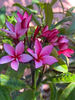 Plumerias / Frangipani Plants
