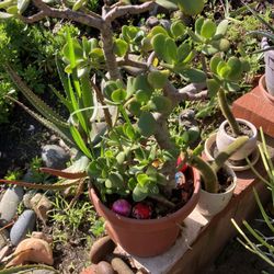 Plants In Nice Pots Drought Tolerant 
