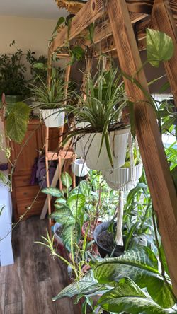 Plants
