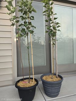 Young Potted Apple Trees 🌳