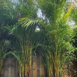 Gorgeous Arecas Palms For Inmediate Privacy!!! About 9 Feet Tall Measurements Over The Pot!!! Fertilized 