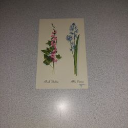 VINTAGE CRANDALL STUDIOS FLOWER ILLUSTRATIONS BUSH MALLOW & BLUE CAMAS WYOMING UNUSED POSTCARD