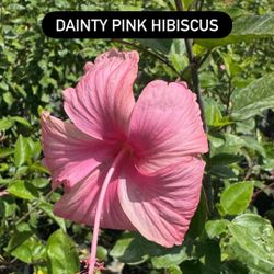 🌸 Dainty Pink Hibiscus
