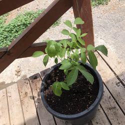 Old Black English Walnut Saplings 
