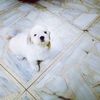 DogsAreLoyalThanHumans