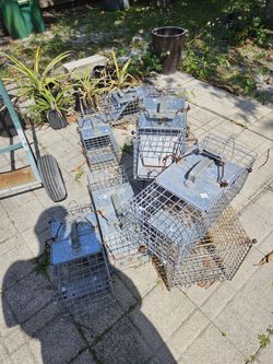 Rabbit Cage, Small Wild Life