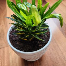 Croton plant in ceramic pot ( new plant and pot)