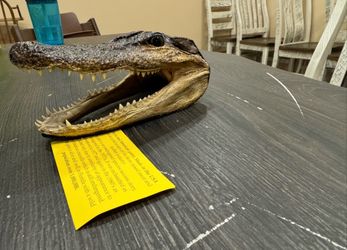 Real Taxidermy Alligator head