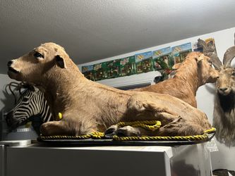 Taxidermy collection