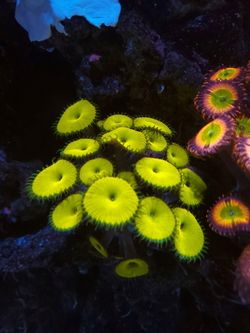 Jason fox nuclear green paly zoa