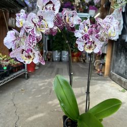 Big Phaleanopsis Orchid In Basket Special 
