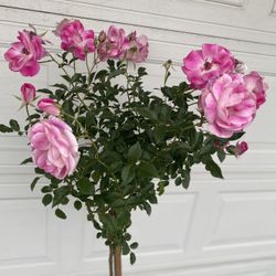 Rose Tree Plant, In 5 Gallons Pot 5 Feet Tall 