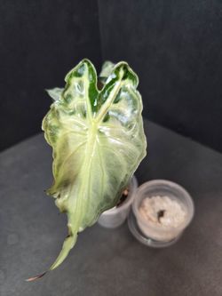 Alocasia Venom Corms