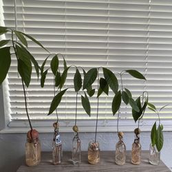 Avocado Trees