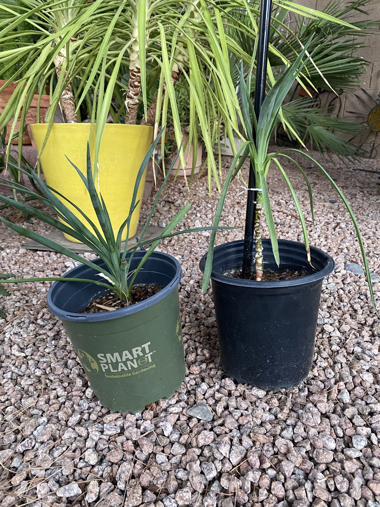 Healthy Yucca Plant