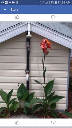 Cannon lillies $5 each