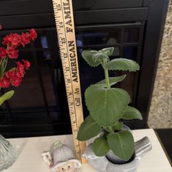 House Plant- Cuban Oregano 