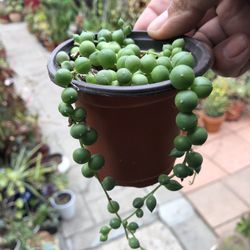 String Of Pearls Succulent Plant