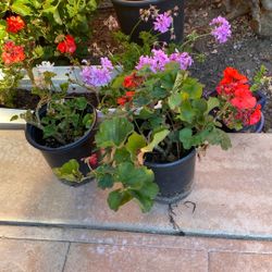 Different Colors Geranium $5 Each Pick Up Only