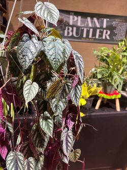 Cissus Discolor Hanging Vine Plant