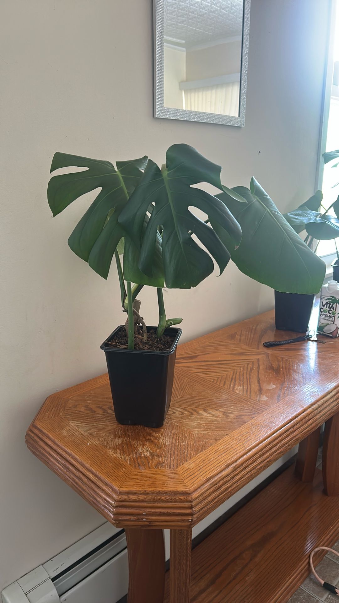Monstera
