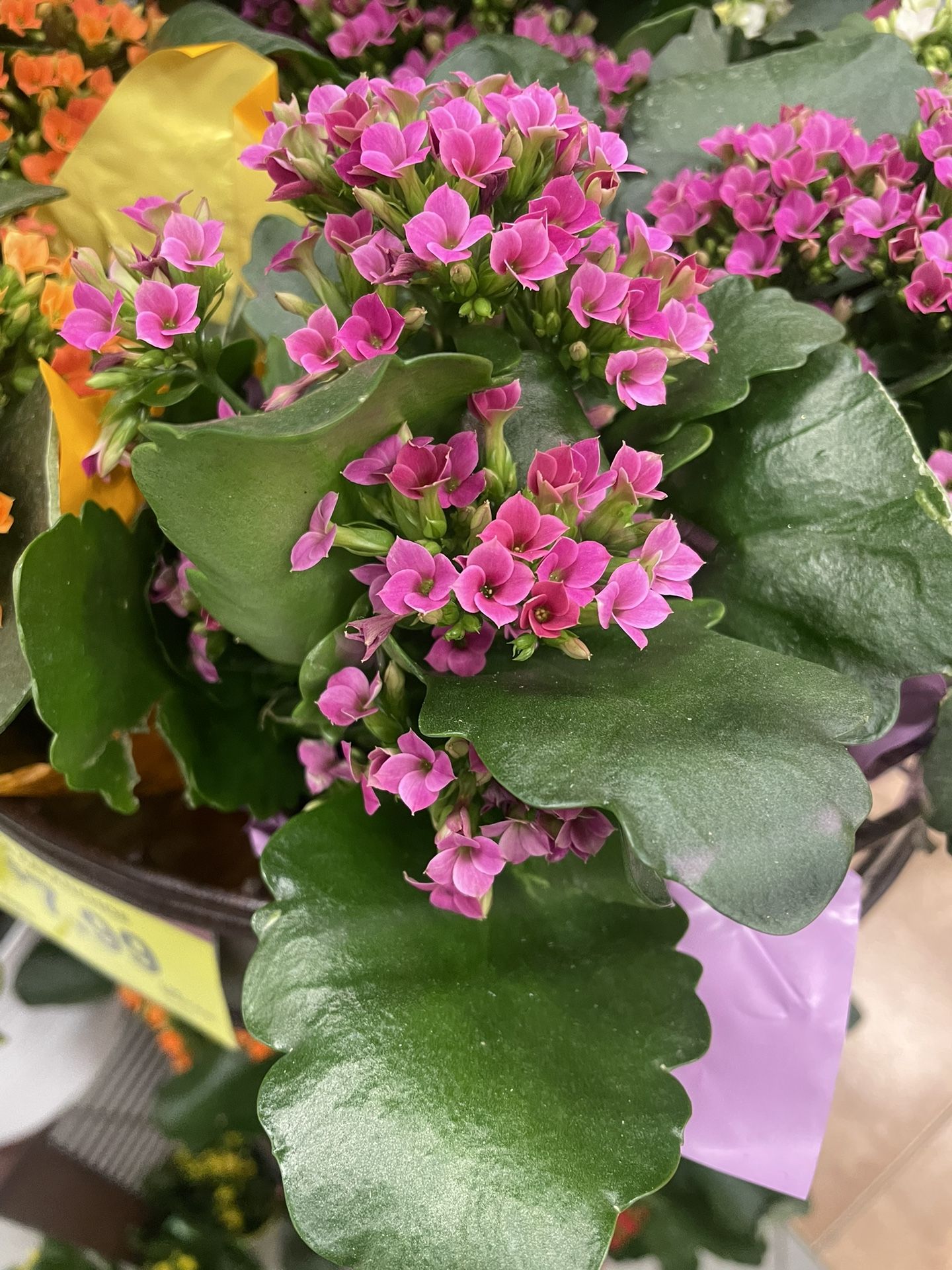 Beautiful Kalanchoe Plant Succulents Plant 🪴