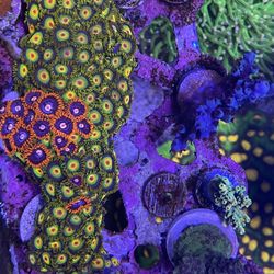 Fake Rasta zoas 