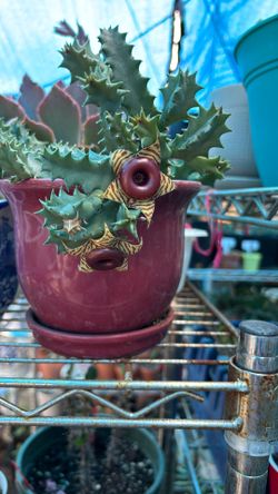 Cactus No Sé Cómo Se Llama, Pero Yo Le Puse Cactus Zebra