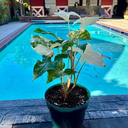 Syngonium albo variegated 6” pot a