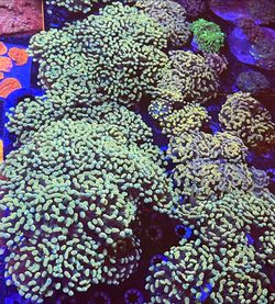 Gold Hammer Coral Colony and Single