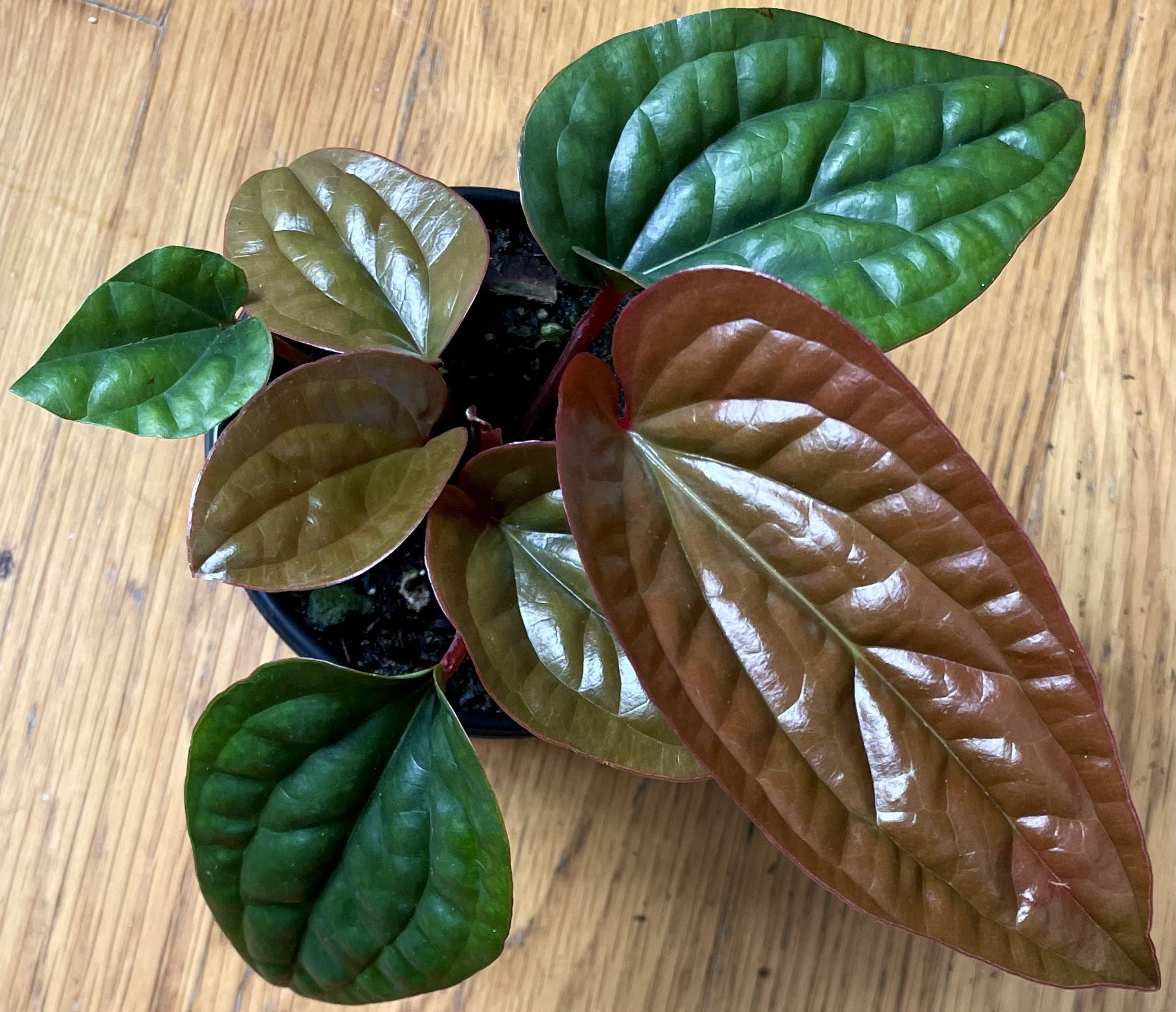 Rare Anthurium Radicans X Luxurians Plant  / Free Delivery Available 
