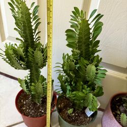 🌿Gorgeous Euphoria Green Lucky PLANT🙏PLS READ DESCRIPTION 