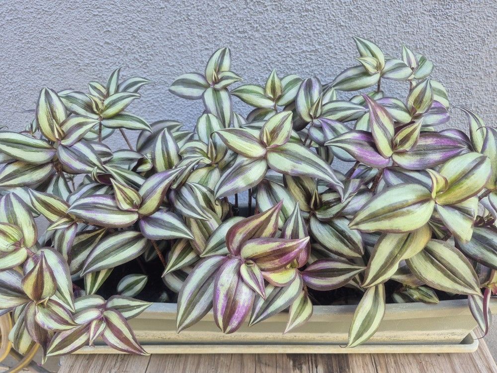 Wandering Jew Plant With Planter