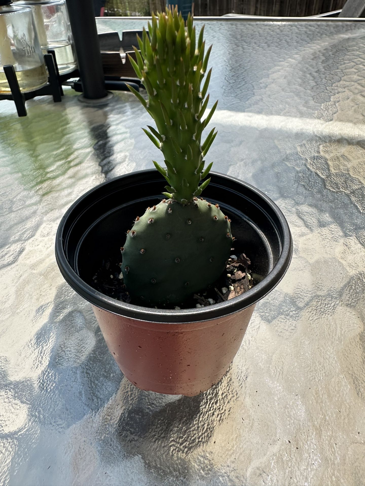 Baby Cactus