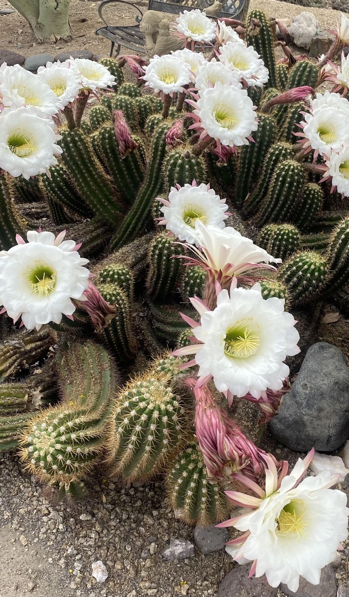 Easter Lily Cactus