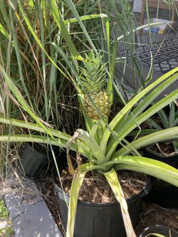 Pineapple Plants