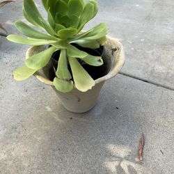 Succulent Plant Aeoneum Green Rosette With Terra Cotta Pot
