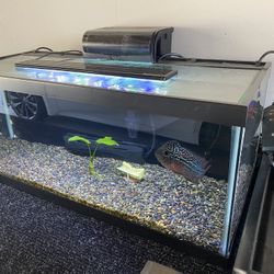 Fish Tank