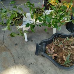 Plant Sale Today Come Check Out 