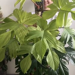 Philodendron  Florida  Beauty
