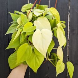 Philodendron Neon Plant 6" Pot - Indoor House Plants