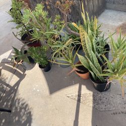 Suculentas (10) Plantas