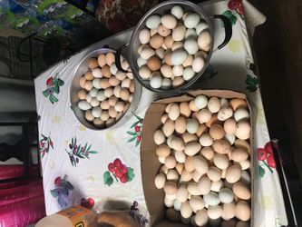 Huevos orgánicos frescos y Gallos