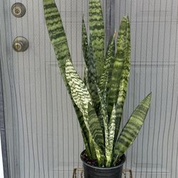 Snake Plant Air Purifier