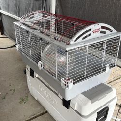 Guinea Pig Cage