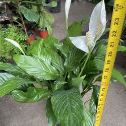 Live plants! Peace lily flowering/big plants, now$22ea/reg.$30ea 95820