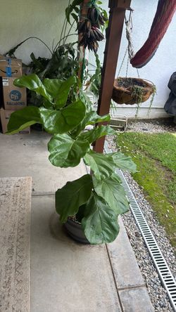 Fiddle Leaf Fig Plant in Pot