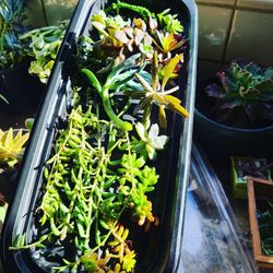 Succulent Cuttings Tray Available