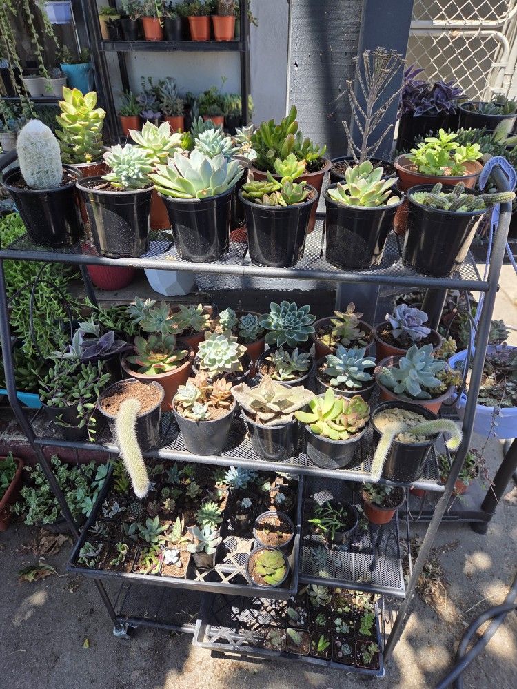 Succulents For Sale