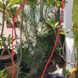 Potted 7 ft Pencil Cactus